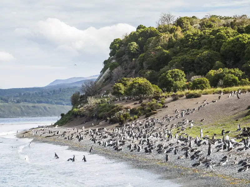 Große Gruppe von Pinguinen an einem Strand mit bewaldeter Küste im Hintergrund.