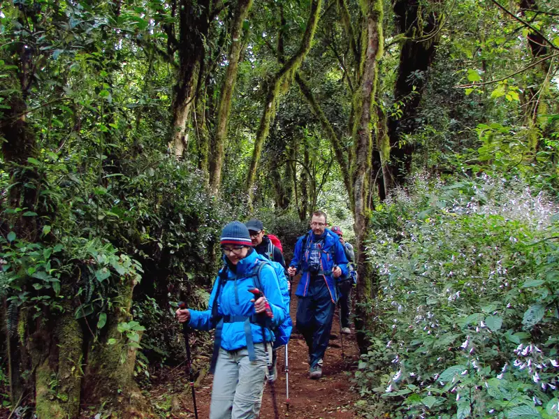 Wanderer mit Trekkingausrüstung auf einem Waldpfad.