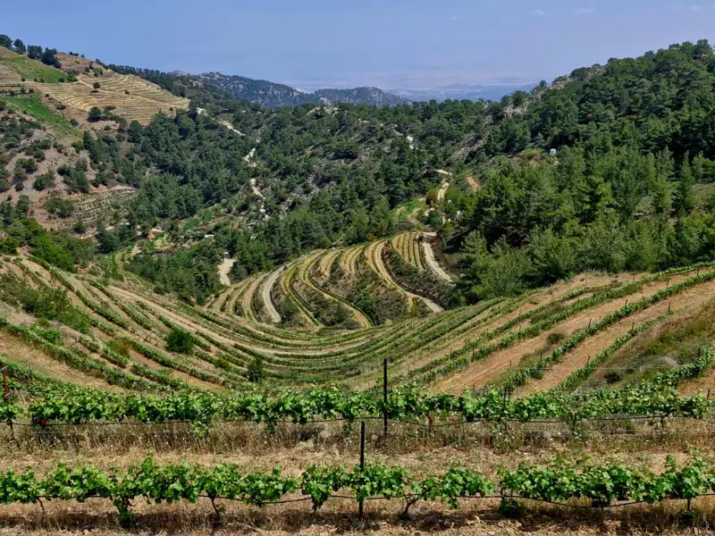 Terrassenweinberge in einer hügeligen Landschaft.