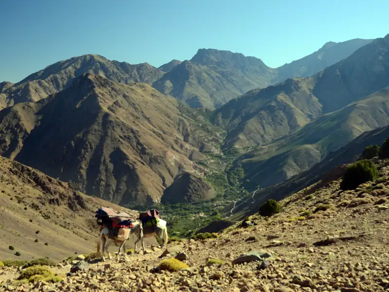 Packesel transportieren Gepäck auf einem Bergpfad im Atlasgebirge.
