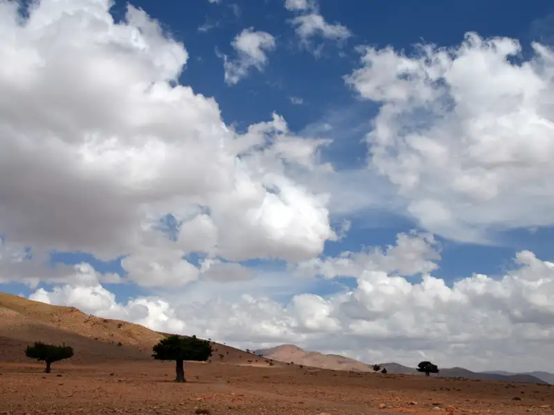 Wüstenlandschaft mit vereinzelten Bäumen und bewölktem Himmel.