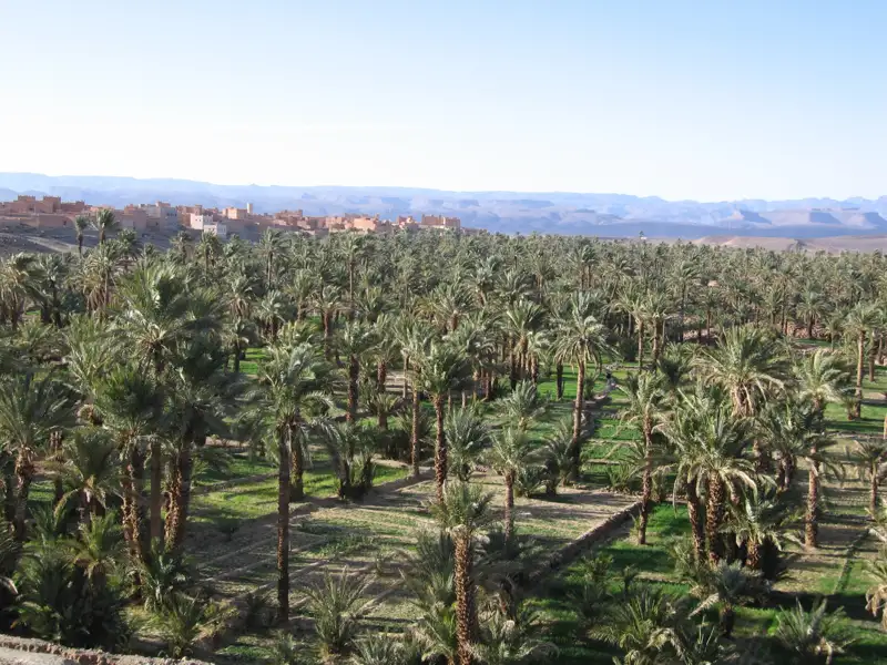 Palmenhain in einer Oase.