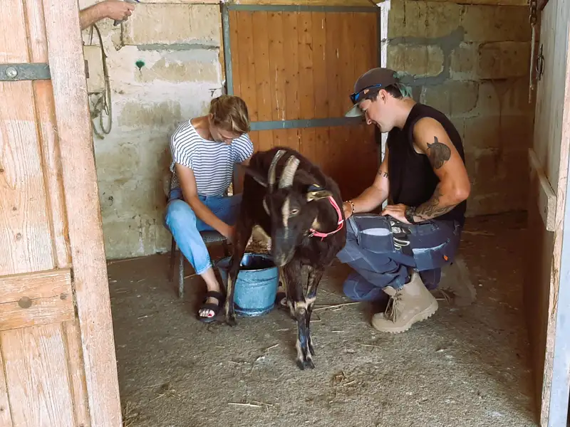 Zwei Reisende erleben das Melken einer Ziege auf einem Bauernhof.