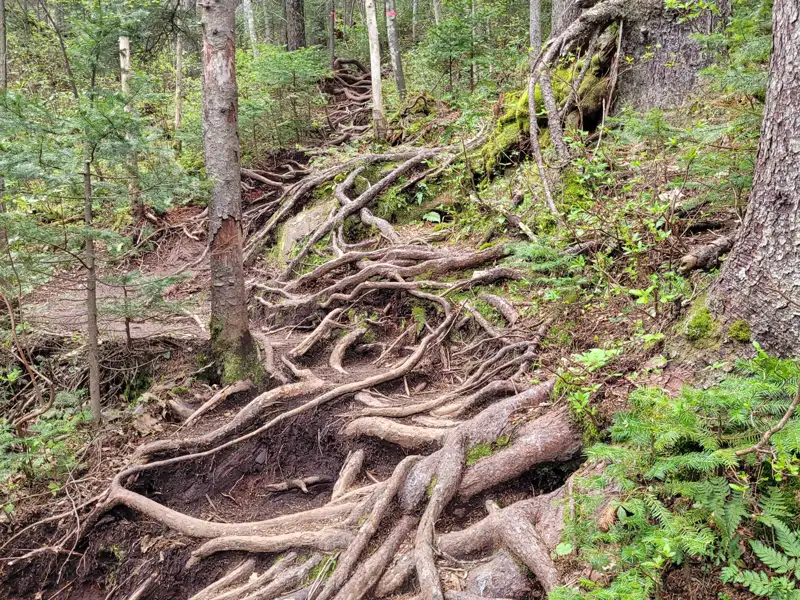 Freiliegende Baumwurzeln bilden den Weg auf diesem Waldpfad.