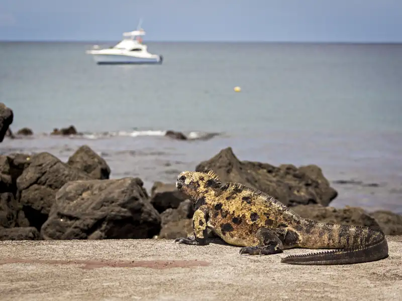 Galapagos-Leguan am Ufer