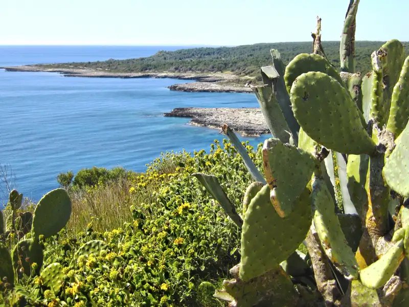 Kaktusfeigen und andere Vegetation an der Küste.