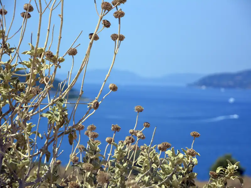 Verdorrte Pflanzen und das blaue Meer.