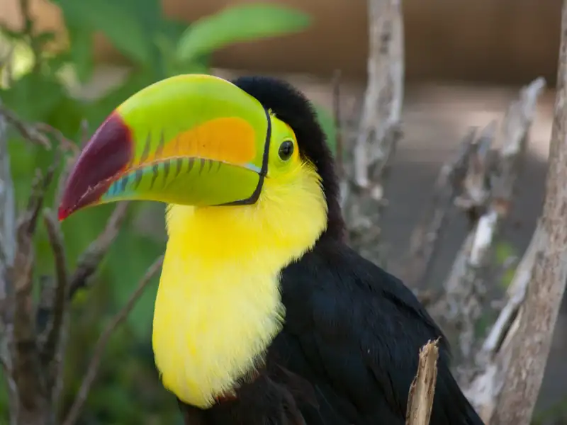 Ein Tukan mit leuchtend gelber Brust und einem großen, bunten Schnabel, der im Regenwald sitzt.