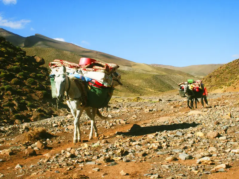 Maultiere transportieren Gepäck auf einer Reise durch eine bergige Region.
