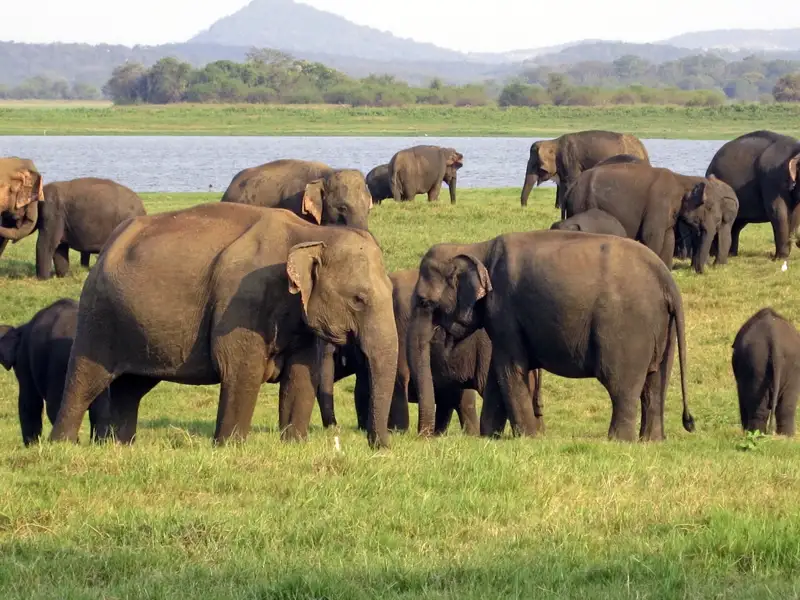 Elefantenherde beim Grasen und Interagieren in der Nähe eines Gewässers.