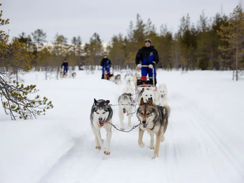 Hundegespann mit Schlittenführer in verschneiter Winterlandschaft.