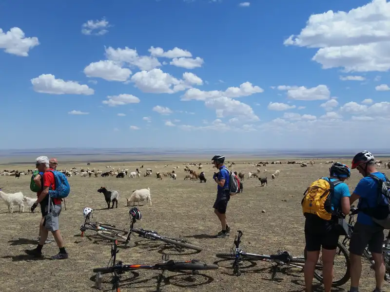 Radfahrer treffen auf Ziegenherde während ihrer Reise.