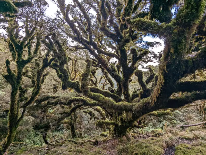 Moosbedeckte Bäume im Wald.