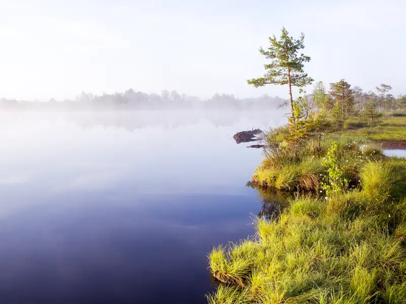 Ruhiger See mit Nebel am Morgen und bewachsenem Ufer.