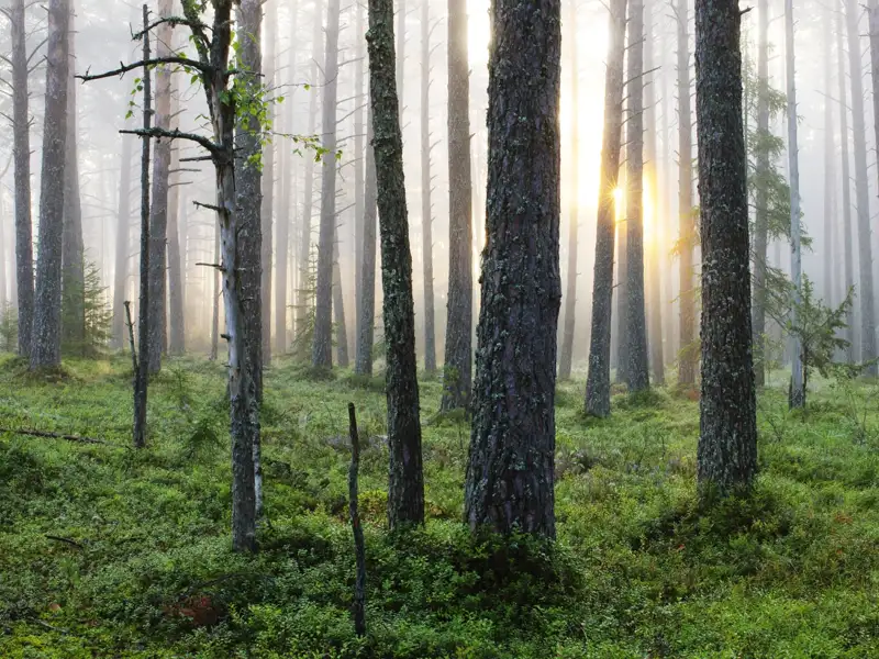 Sonnenlicht bricht durch den Nebel im Kiefernwald.