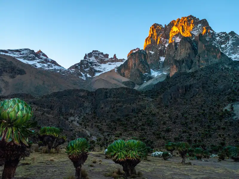 Spektakulärer Sonnenaufgang über dem Mount Kenia mit Blick auf die schneebedeckten Gipfel und die einzigartige Flora im Vordergrund.