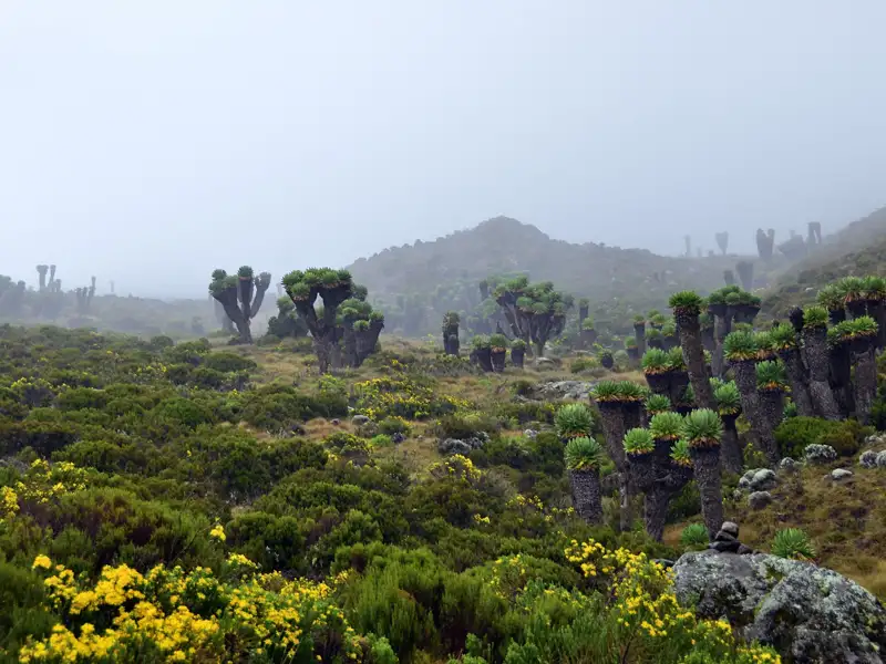 Riesen-Senezien und andere Vegetation im Nebel.