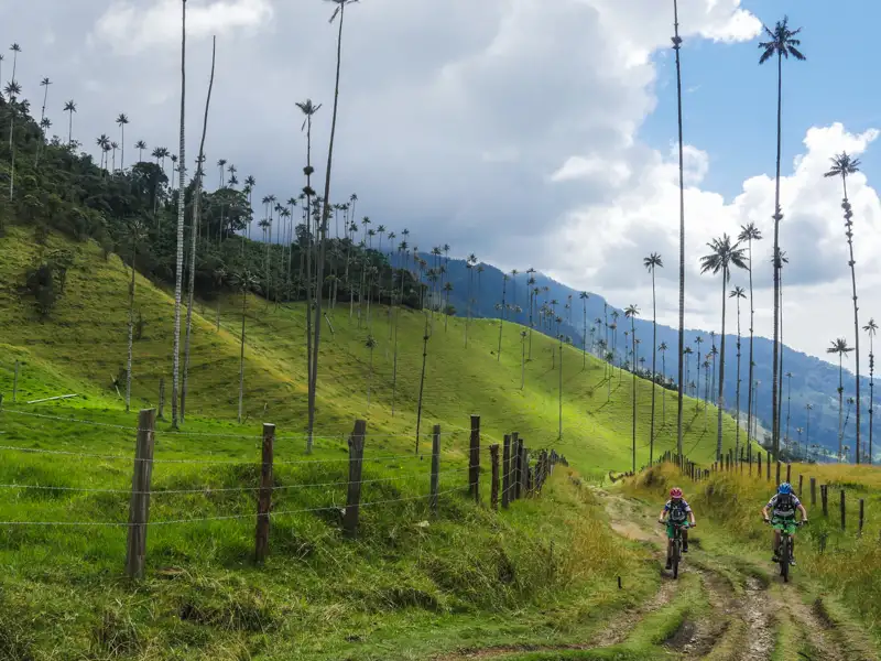Zwei Mountainbiker auf einem Weg inmitten der hohen Palmen.
