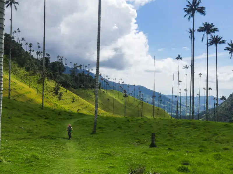 Radfahrer auf einem Weg im Cocora-Tal, umgeben von Wachspalmen und grünen Hügeln.