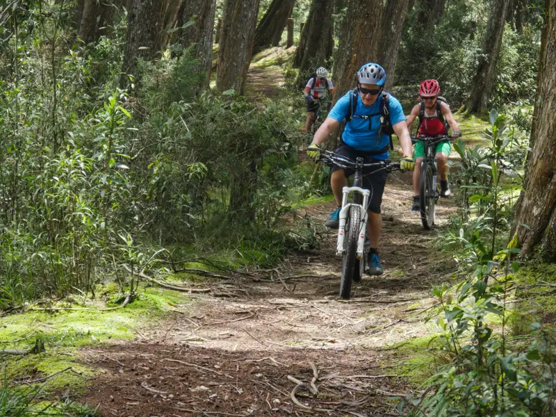 Mountainbiker auf einem Waldweg.