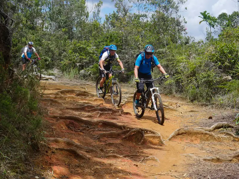 Mountainbiker bewältigen einen anspruchsvollen Weg mit freiliegenden Wurzeln.