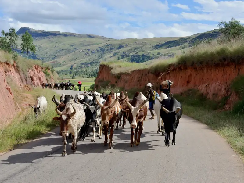 Zebu-Rinder werden auf einer Straße in einer hügeligen Landschaft getrieben.