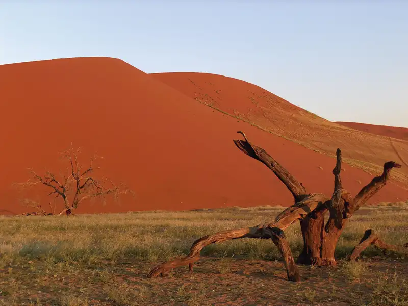Vertrockneter Baum und Sanddüne in der Wüste.