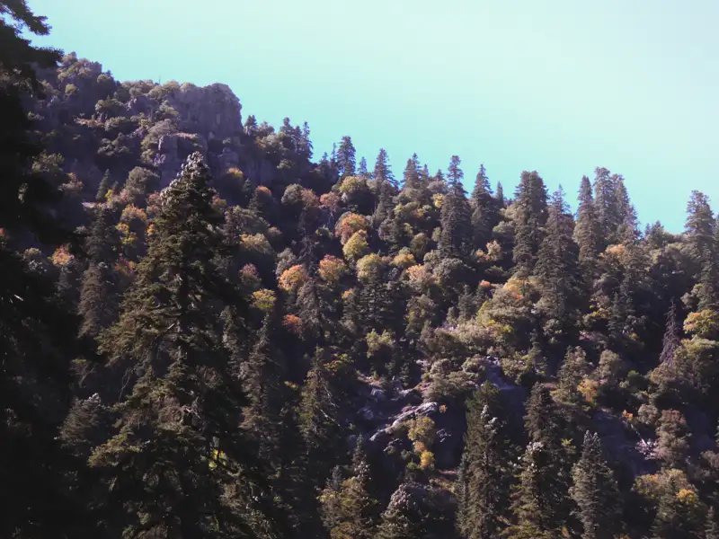 Bäume am Berghang im Herbst.