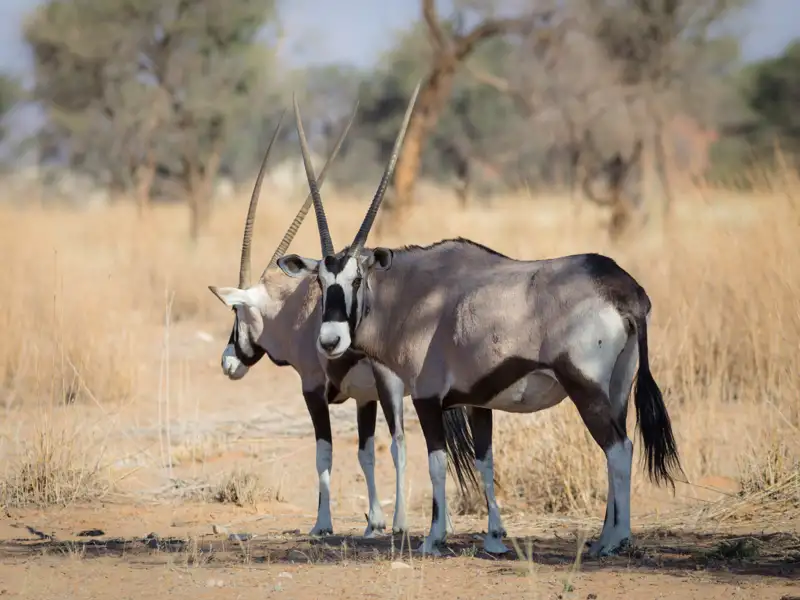 Zwei Oryxantilopen in ihrem natürlichen Lebensraum.