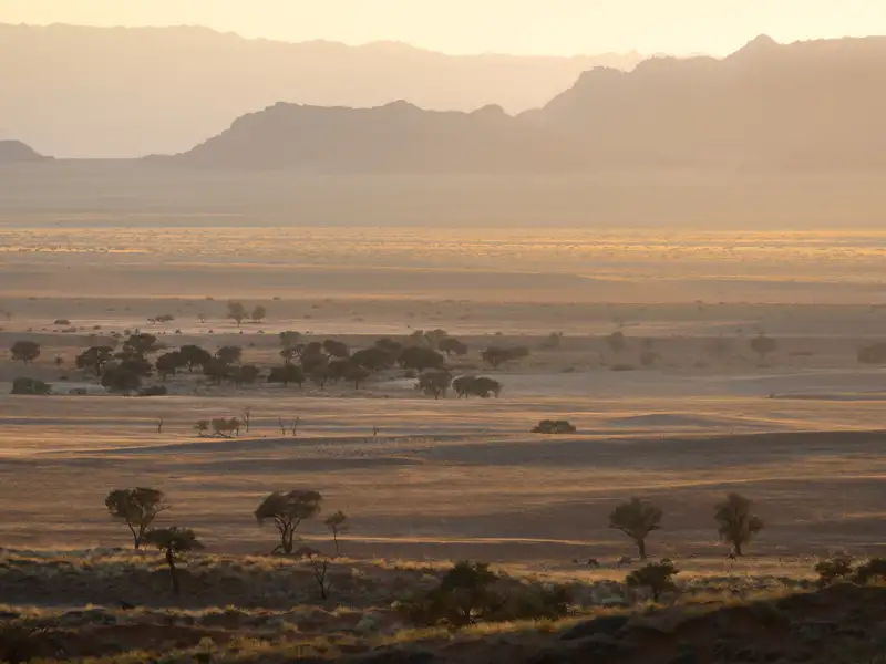 Wüstenlandschaft mit vereinzelten Bäumen im goldenen Licht des Sonnenaufgangs.