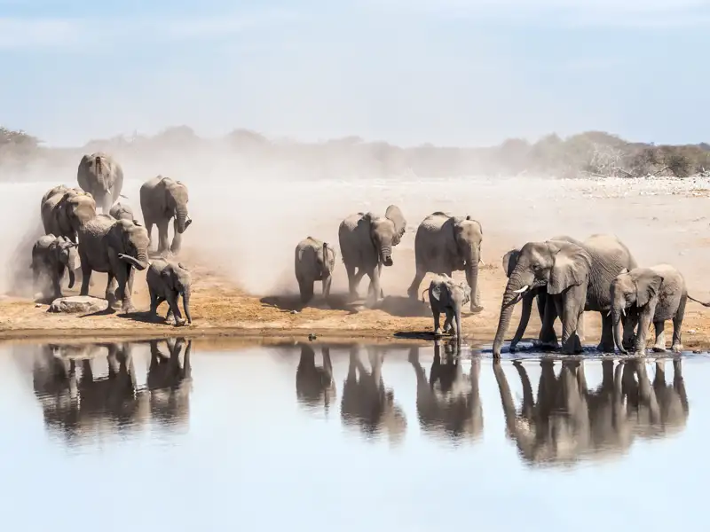 Afrikanische Elefantenherde beim Trinken an einem Wasserloch, staubige Umgebung.