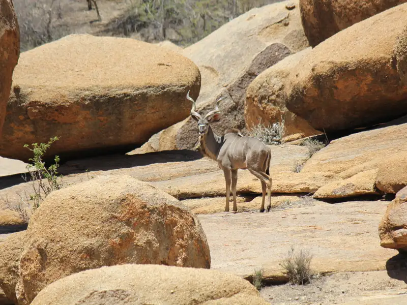 Kudu zwischen Felsen