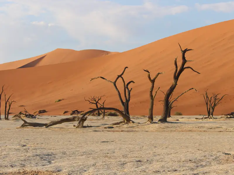Abgestorbene Bäume im Sand vor dem Hintergrund großer orangefarbener Dünen.