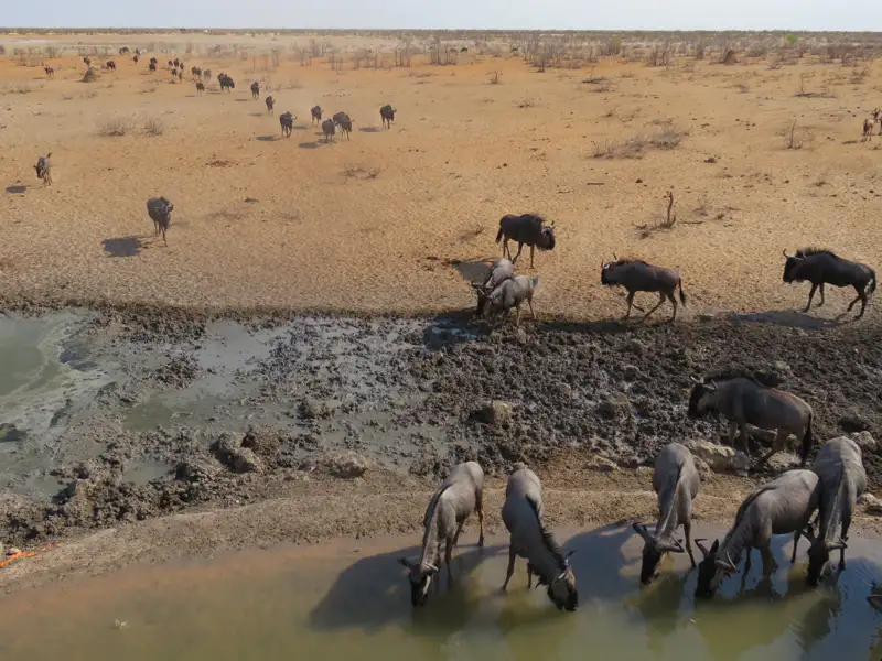 Gnus trinken an einem Wasserloch in einer trockenen Landschaft.