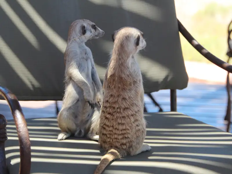 Zwei Erdmännchen beobachten die Umgebung von einer Liege aus.