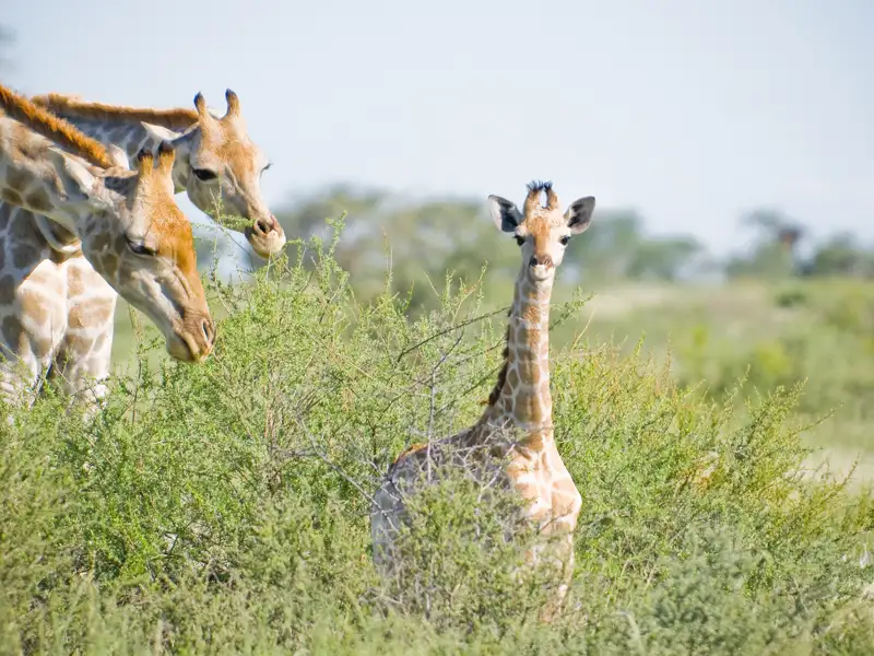 Junge Giraffe, umgeben von Gebüsch, während erwachsene Giraffen im Hintergrund fressen.