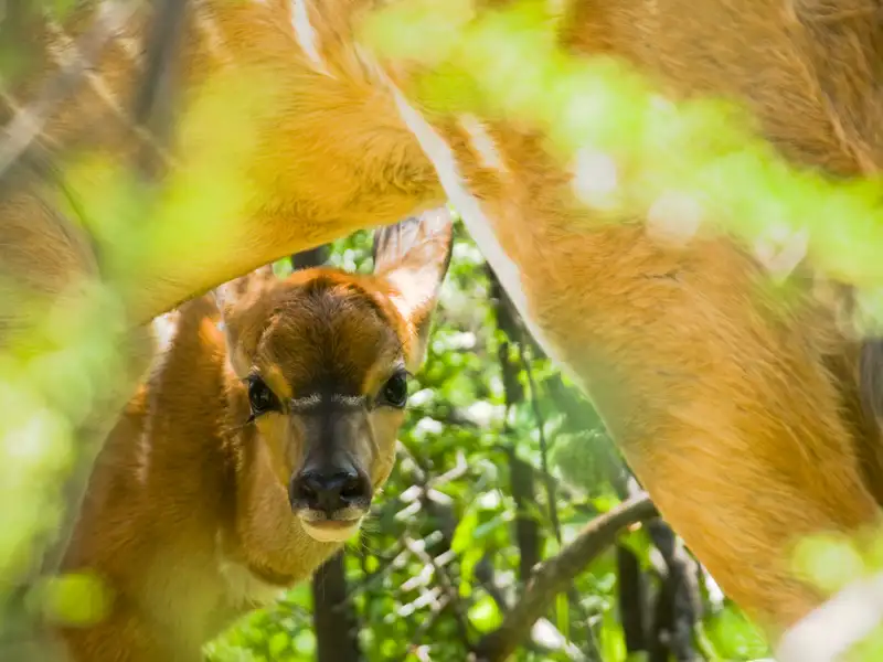 Junges Sitatunga-Kalb versteckt sich unter dem Schutz seiner Mutter.