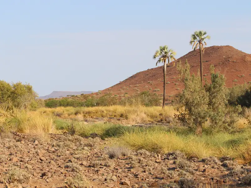 Zwei Palmen vor einem roten Hügel in einer trockenen Landschaft.