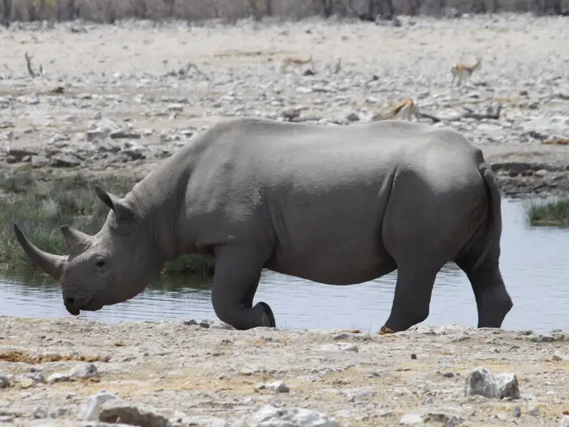 Spitzmaulnashorn trinkt Wasser während einer Safari.