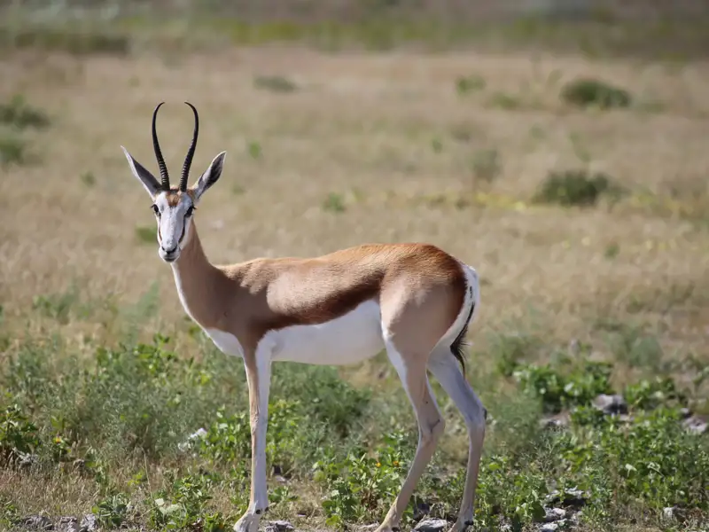 Springbock-Antilope in ihrem natürlichen Lebensraum.