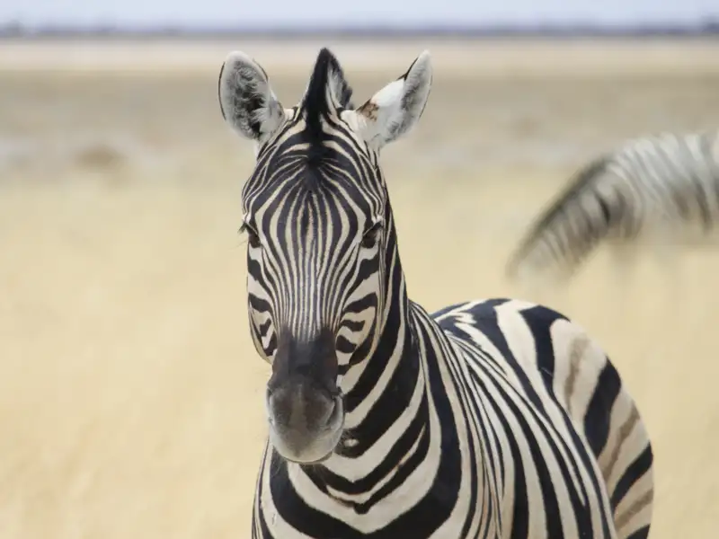 Zebra in der afrikanischen Savanne