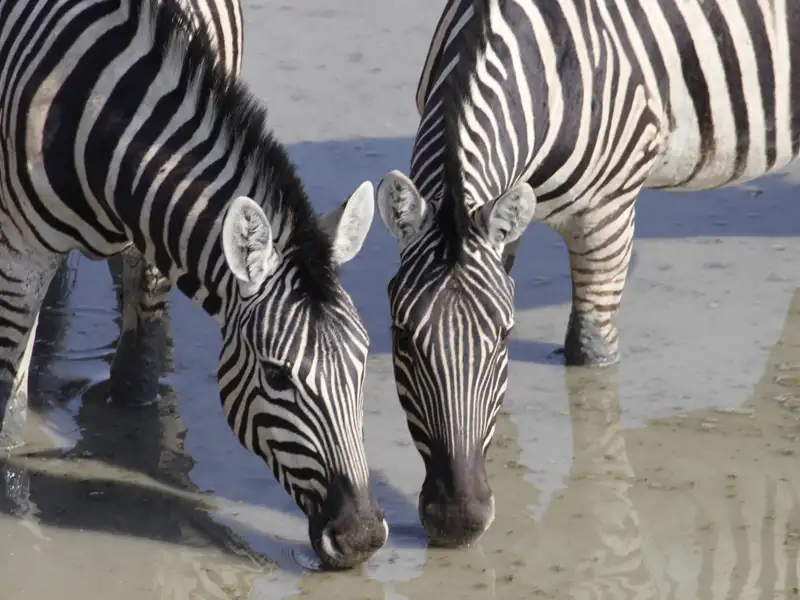 Zwei Zebras trinken Wasser.