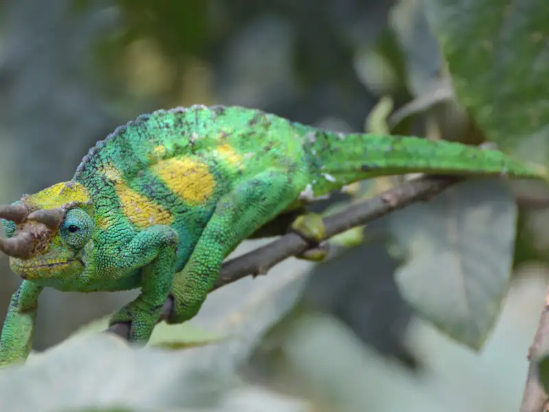 Ein Chamäleon mit grün-gelber Färbung sitzt auf einem Ast.