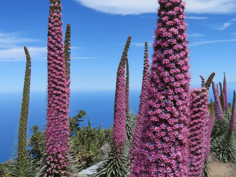 Rosa blühende Pflanzen mit Blick auf den Ozean.