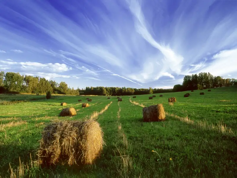 Heuballen auf einer grünen Wiese.