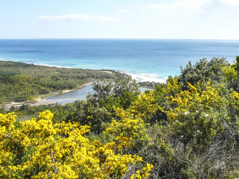 Gelbe Blumen im Vordergrund mit Blick auf die Küste und das Meer.
