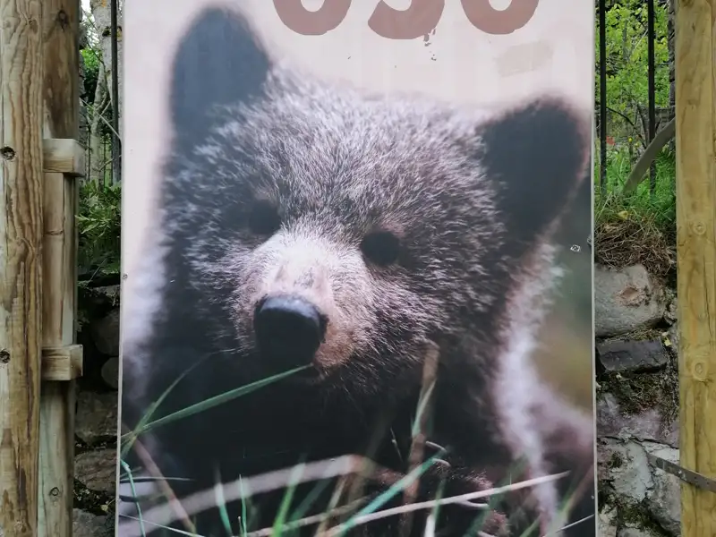 Braunbärjunges auf einem Poster.