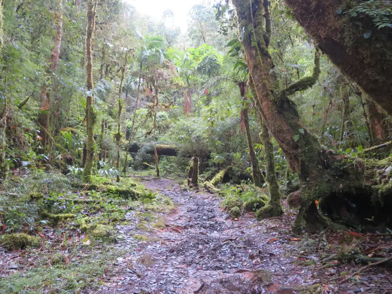 Wanderweg im Regenwald.