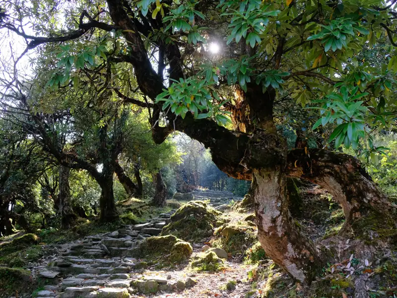 Steiniger Pfad durch einen bewaldeten Bereich.