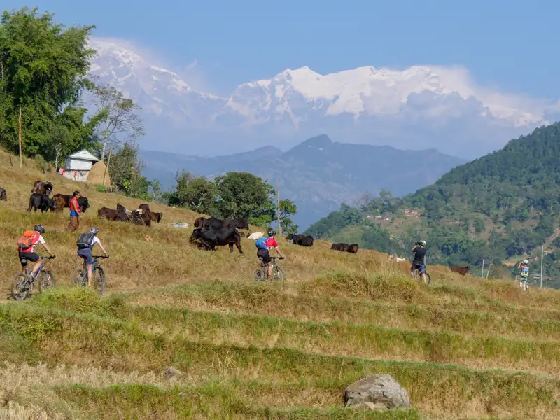 Mountainbiker auf einer Reise durch Nepal, vorbei an Weidetieren mit schneebedeckten Bergen im Hintergrund.